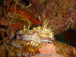 Kune's Chromodoris, SonyT3,
just liked the mix of colour... by Rory Ferguson 